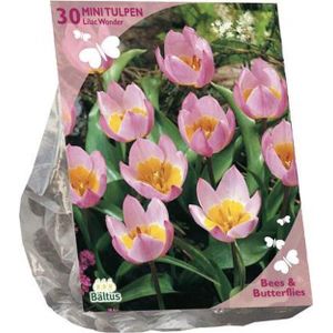 Bees & Butterflies - Tulipa Bakari Lilac Wonder - per 30 Bloembollen - Najaarsbloeier