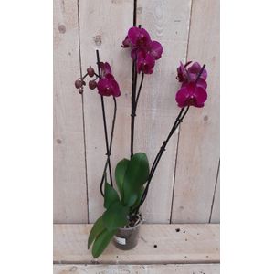 Warentuin Natuurlijk - Kamerplant Vlinderorchidee phalaenopsis roze 3 takken