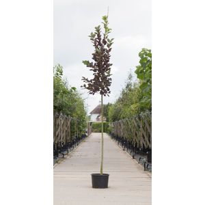 Warentuin Natuurlijk - Vogelkers Canada red Prunus vir. Canada Red h 450 cm st. omtrek 16 cm