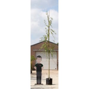 Warentuin Natuurlijk - treurwilg Salix sepulcralis Chrysocoma h 275 cm st. omtrek 12 cm st. h 190 cm