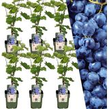 Plants by Frank | 6 Bosbessenplanten | 100% Biologische fruitplanten | Bosbessen