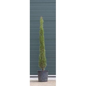 Warentuin Natuurlijk - 2 stuks! Italiaanse cipresboom Cupressus sempr. Pyramidalis h 162,5 cm boom