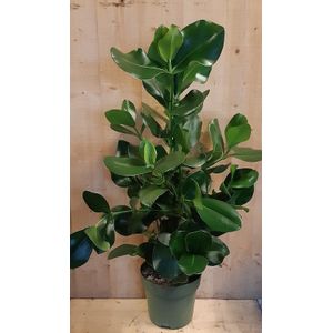 Clusia Rosea Copey 70 cm hoog kamerplant