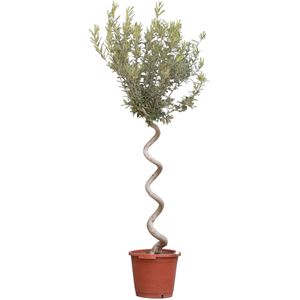 Warentuin Natuurlijk - 2 stuks! Olijfboom spiraalvorm Olea europaea 135 cm boom