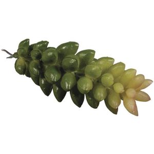 Rayher Vetplant crassula 55-750