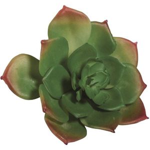 Rayher Vetplant echeveria 55-747