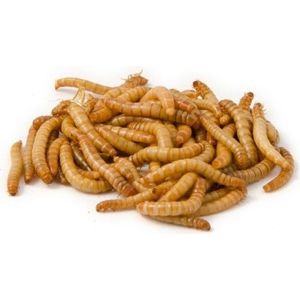 Ruto Levende Meelwormen 5000 gram