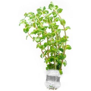 Aquaflora Rotala Species Pearl | in 5 cm pot