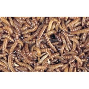 Ruto Levende Buffalowormen 1000ML - 400 Gram