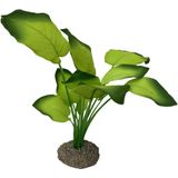 Aqua D'ella Anubias plant 20 cm