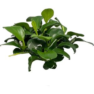 EcoScape Anubias barteri var. Nana Bonsai | Speerblad | In vitro cup