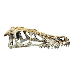 Komodo T-Rex Skull Large