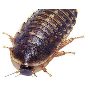 Ruto Kakkerlakken buk 100 stuks Maat M - 1 - 1,5CM