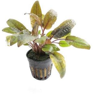 Moerings Cryptocoryne Walkerii in 5 cm pot