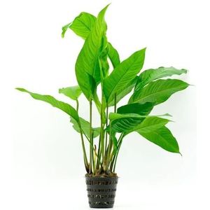 AQUAlook Anubias Heterophylla | Langsteelspeerblad | in 9CM pot P9 Pot