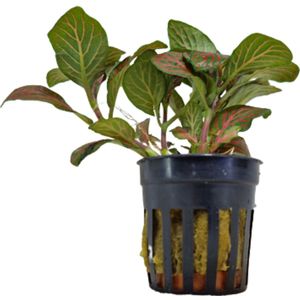 AQUAlook Fittonia Rood in 5 cm pot