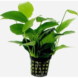 Aquafleur Anubias Nana | Dwerg Speerblad | in 14 cm pot Waterplant
