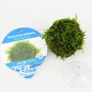 AQUAlook Floating ball met javamos met zuignap Waterplant