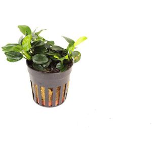 Moerings Anubias mini | Mini Speerblad | in 5 cm pot