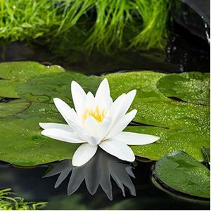 Moerings Nymphaea Tetragona | Waterlelie | In 11CM pot