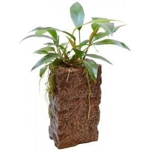 Aquafleur Deco Stone L Anubias Waterplant