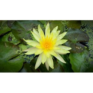 AQUAlook Nymphea Rhizome Yellow | Gele Waterlelie | Los