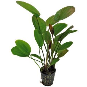Aquafleur Enchinodorus Chrileni in 5 cm pot P5