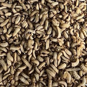 Repto Food Levende Larven - Black Soldier Fly 1000 gram