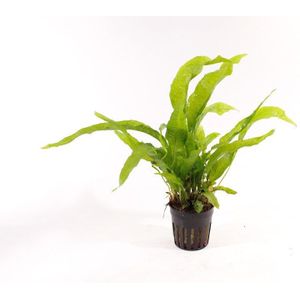 Aquafleur Microsorum Pteropus Latifolia | Javavaren | in 5 cm pot