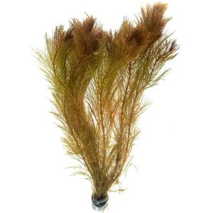 Aquafleur Myriophyllum Mattagrossense | Aarvederkruid | in Terracotta Ring