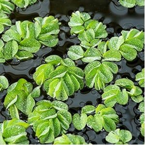 Aquaflora Salvinia Natans | Vlotvaren | Drijfplant