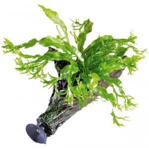Aquafleur Zweef Hout met Microsorum Windelov | Javavaren | Extra Small Waterplant