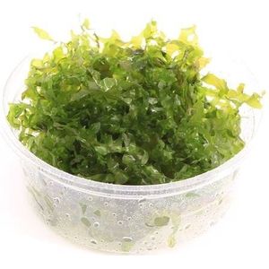 Moerings Lomariopsis Lineata | In 80CC Cup