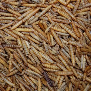 Junai.nl Superworms: Grote gedroogde Zwarte Vlieg (Black Soldier Fly) larven | Budgies | Nutriworms 10 L Emmer