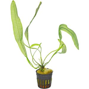 Moerings Aponogeton henkelianus | Smalle Gaasplant | in 5 cm pot