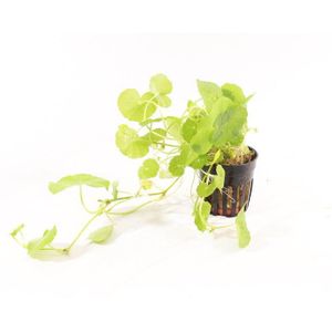 Moerings Hydrocotyle Leucocephala | Braziliaanse Klimop | in 5 cm pot