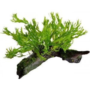 Aquafleur Hout met Microsorum Windelov | Javavaren | Extra Small Waterplant