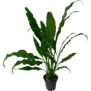 Aquaflora Spathiphyllum Wallisii | Vredeslelie | in 5 cm pot
