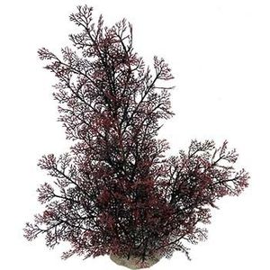 Aqua D'ella Phoenix plant XL - Rood