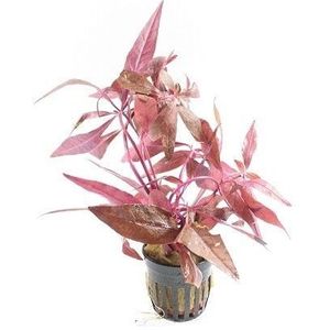 Aquaflora Alternanthera Sessilis | Koperkleurig papegaaienblad | in Terracotta Pot