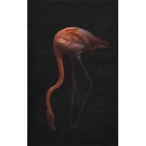 Fussmatte Flamingo 7260