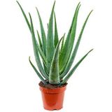 Aloe vera barbadensis S kamerplant