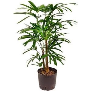 Rhapis palm excelsa M hydrocultuur plant