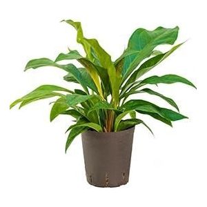 Anthurium jungle bush S hydrocultuur plant