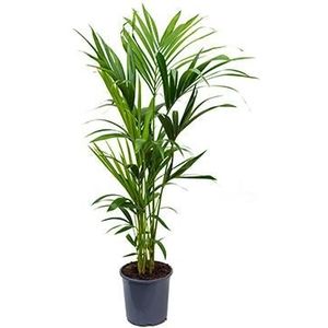 Kentia Palm howea forsteriana 5pp L kamerplant