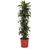 Dracaena dorado XL kamerplant