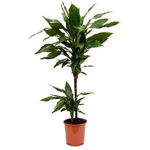 Dracaena janet lind XXS kamerplant