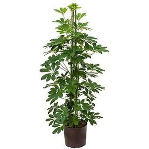 Schefflera arboricola 3pp hydrocultuur plant