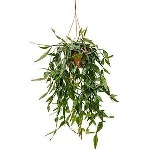 Rhipsalis eliptica hangplant