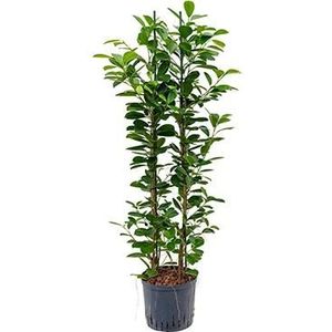 Ficus moclame 2pp hydrocultuur plant
